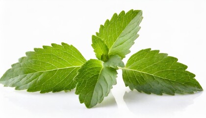stevia leaves pieces isolated om white background cut out - obrazy, fototapety, plakaty