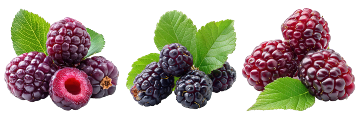 Mulberry isolated on transparent background ,berry fruit png ,generative ai