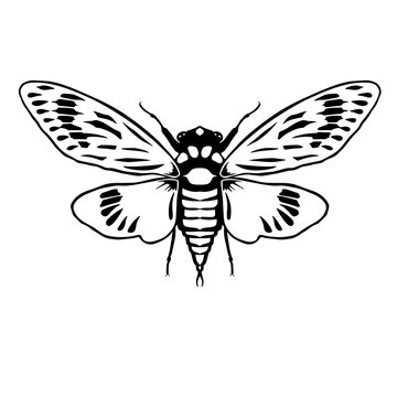 Cicada vector graphic art, cicada icon