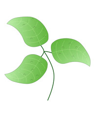 Green leaves with water drops on them. Three green leaves on a stem. Vector illustration EPS10.