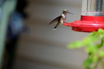 hummingbird feeding on feeder