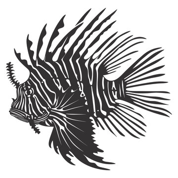 black and white lionfish drawing clip art preview