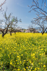 Obraz premium Rows of almond trees in bloom on a blanket of yellow flowers, flowering trees in February.