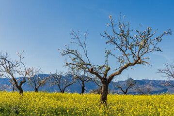 Fototapeta premium Almond trees in bloom, colorful landscape of almond trees with their white flowers, with a background of mountains.