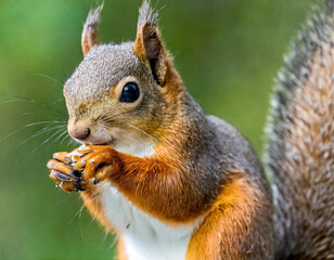 Naklejka na ściany i meble American red squirrel (Tamiasciurus hudsonicus) known as the pine squirrel, North American red squirrel and chickaree.