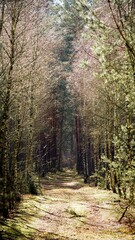 Magiczny las w Polsce, wiosna las drzewa krajobraz - obrazy, fototapety, plakaty