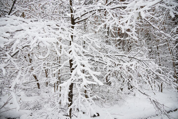 snow-covered branches in the winter forest