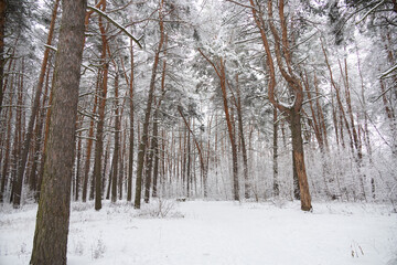 Winter snowy pine forest