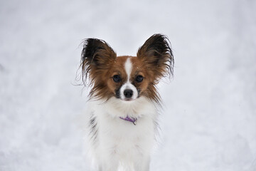 Portrait of a beautiful Papillon Chihuahua Spitz Pekingese in winter on a white background
