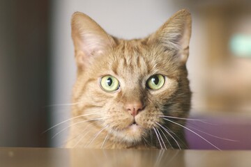 Close up portrait of red  cat looking straight at camera. Horizontal image with soft focus. 