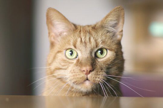 Close up portrait of red  cat looking straight at camera. Horizontal image with soft focus. 