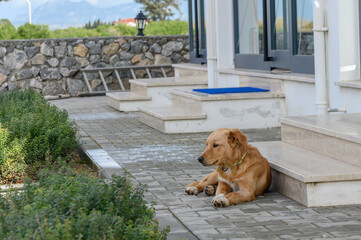 red dog in winter in Cyprus 2