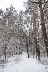 Winter snowy pine forest
