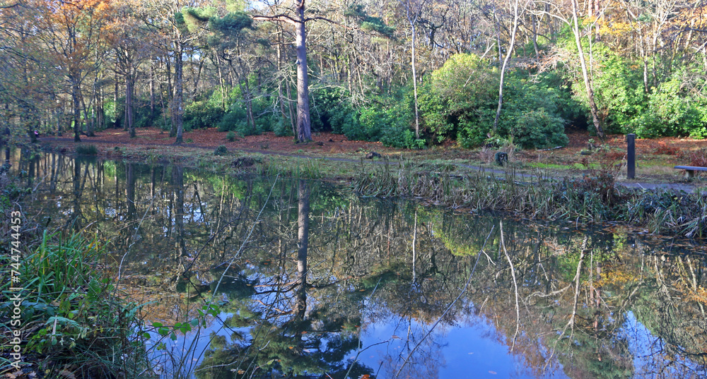 Poster beech trees reflected in a river in autumn