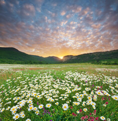 Spring camomile meadow in mountain on the sunset. - 744744832