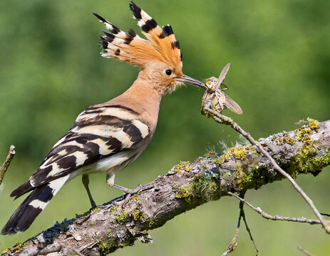 Eurasian hoopoe, upupa epops, sitting on branch in summer from side. Orange bird with crest holding insect in beak. Colorful feathered animal eating bug on glade