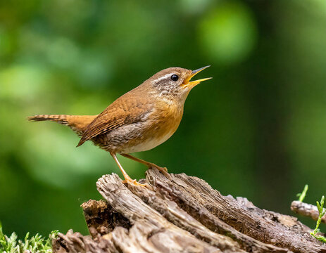 Eurasian wren, troglodytes troglodyte, sitting on wood from side in panoramic shot. Little songbird singing on tree in copy space. Brown featehred animal with open beak on stump