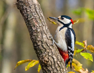 lesser spotted woodpecker, dryobates minor, climbing to top of old tree in autumn forest. Wild animal sitting on a branch from side in vertical composition