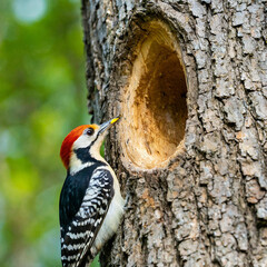 The red-headed woodpecker (Melanerpes erythrocephalus) bringing food for young into the nesting cavity