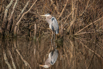 great blue heron