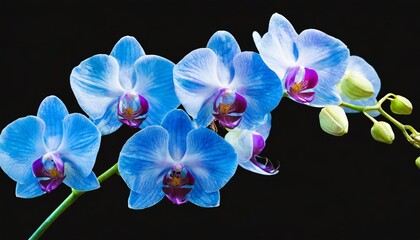 blue flower orchid isolated by clipping path