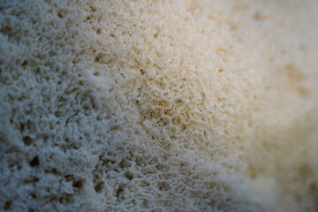 White coral texture. Natural surface closeup. Coral reef texture.