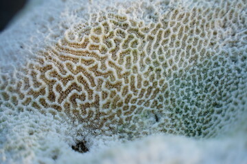 White coral texture. Natural surface closeup. Coral reef texture.
