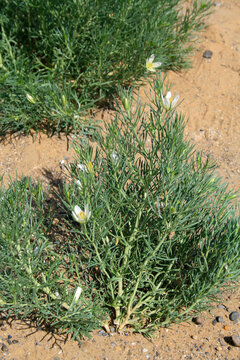 Peganum harmala