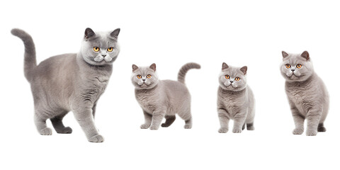 Collection of British Shorthair cat isolated on a white background as transparent PNG