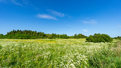 A green field under a blue sky.