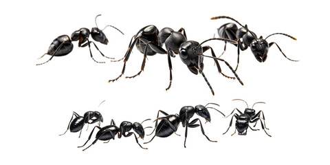 Collection of black ant isolated on a white background as transparent PNG