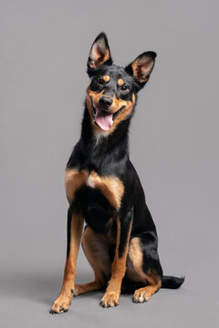an australian kelpie puppy dog sitting on the floor in the studio on a gray background