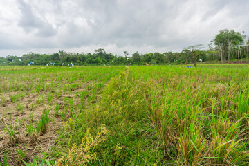 Fototapeta na wymiar Agriculture paddy fields field and grain crops harvest pastoral scenery