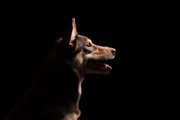 portrait of an australian kelpie dog head profile against a black background in the studio
