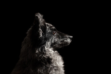 portrait of a mudi dog head profile against a black background in the studio