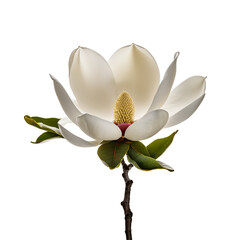 Magnolia image isolated on a transparent background PNG photo