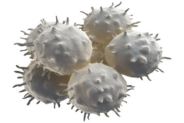Close up white blood cells PNG Isolated on Transparent and White Background - Leukocytes Immune system and Infectious diseases medical microbiology Science concept - obrazy, fototapety, plakaty
