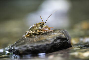 gambero d'acqua dolce