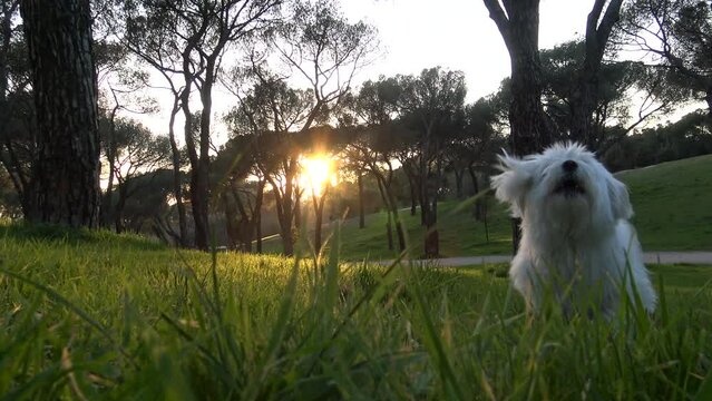 Bich&oacute;n Malt&eacute;s jugando en el parque. Perro blanco ladrando. Mascotas. Atardecer