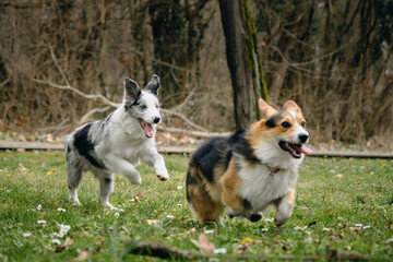 Grey Merle border collie puppy playing catch-up with Welsh corgi Pembroke Tricolor. Two cheerful dogs actively and energetically spending time walking in the park in the spring.
