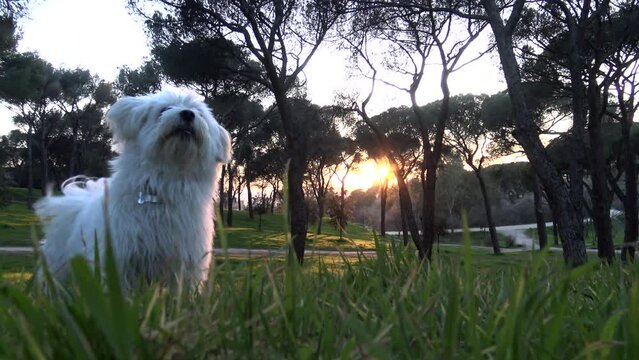 Bich&oacute;n Malt&eacute;s jugando en el parque. Perro blanco ladrando. Mascotas. Atardecer