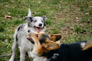 Grey merle blue-eyed border collie puppy with Welsh corgi Pembroke tricolor. Two happy dogs met on a walk in the park. Friendly pets outside play together.