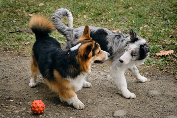 Grey Merle border collie puppy plays on a walk with a ball and a Welsh corgi Pembroke tricolor. Two...