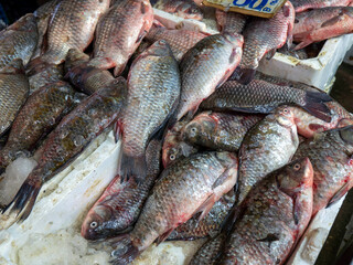 Carp, a freshwater fish for sale at the fishmonger's stall,