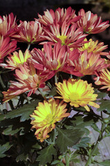 Bunch of Chrysantemums flowers also called  mums or chrysanths