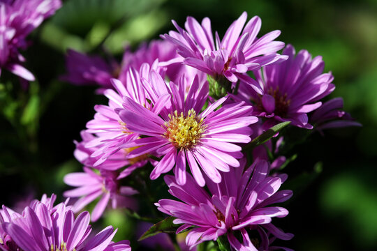 Symphyotrichum novi-belgii, 'Patricia Ballard'