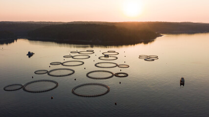 Fishing farm, trout farming. Tranquil dawn casts a golden hue over an aquaculture farm, with...