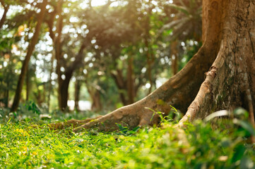 green, earth, eco, environment, tree, nature, natural, plant, leaf, ecology. under angle image of big tree roots, tree roots and sunshine, vines, parasites,tropical tree roots with green grass.