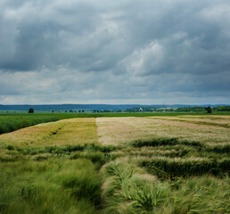 Agricultural field with varieties of grain crops and storm, dramatic sky