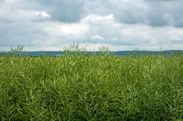 a field with green rapeseed pods, and the sky before a thunderstorm - obrazy, fototapety, plakaty